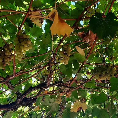 Prázdninový dům La Casetta Di Biancaneve Valtellina E Di