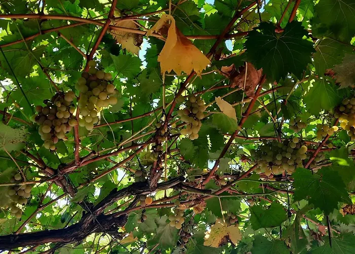 펜션 La Casetta Di Biancaneve Valtellina E Di